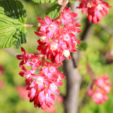 Green boutiQ - Heesters -Ribes sanguineum Kind Edward - Bloem Rood - 1 Plant - Bladverliezend - Weinig Onderhoud - Pot 17cm Hoogte 45cm
