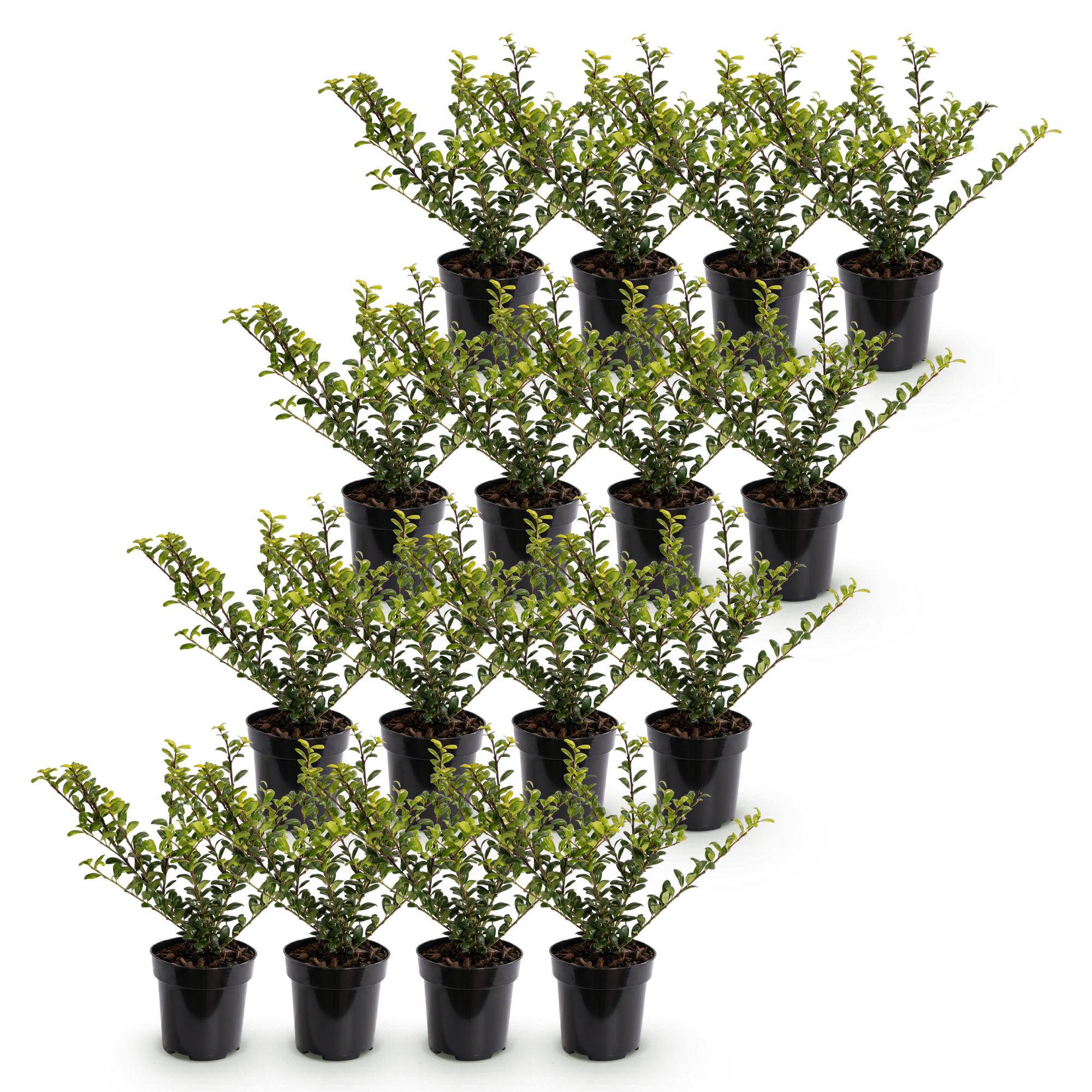 Green boutiQ - 16x Ilex crenata Golden Gem - Japanse Hulst - Haagplanten - Groenblijvend - Geel - Pot 9cm - Hoogte 20-30cm