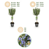 Green boutiQ - Plant op Stam - Rosmarinus officinalis - Terras Plant - Bladhoudend - Winterhard - Paarse Bloem - Pot 19cm Hoogte 90cm
