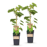 Green boutiQ - Fruitplant - Vitis vinifera Himrod - Druivenplant - Pitarm - Witte Druif - 2 Planten - Pot 15cm - Hoogte 50cm