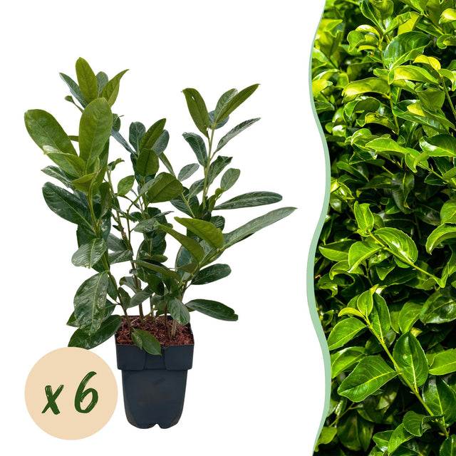 Prunus laurocerasus Rotundifolia — Laurierkershaag, 6 planten (1 strekkende meter), 50 cm