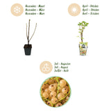 Green boutiQ - Fruitplanten - Wiite Bes - Ribes rubrum Witte Hollander - Winterhard - 6 Planten - Pot 9 cm - Witte Bes