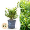 Green boutiQ - Buxus Haag - BetterBuxus Babylon Beauty - Resistant tegen de Buxus Schimmel - 7 planten - 1 strekkende meter - pot 10,5cm hoogte 25-30