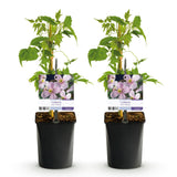 Green boutiQ - Klimplant - Clematis montana Rubens - Bloem Roze - Vroegbloeiend - Weinig onderhoud -2 planten -Pot 11cm Hoogte 40cm