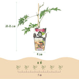 Green boutiQ - Fruitplanten - Groenblijvende Braam - Rubus Thornless Evergreen - Winterhard - 3 Planten - Pot 9 cm - Zwarte Braam