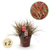 Green boutiQ - Siergrassen - Uncinia rubra Everflame- Rood - 2 Planten - Bladhoudend - Weinig Onderhoud - Pot 17cm Hoogte 50cm
