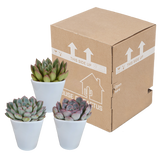 Echeveria mix 8.5 cm - 3x - in witte pot