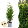 Green boutiQ - 16x Thuja occidentalis Smaragd - Levensboom - Haagplanten - Groenblijvend - Groen - Pot 9cm - Hoogte 20-30cm