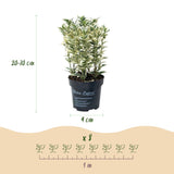 Green boutiQ - 40x Euonymus japonicus White Spire - Kardinaalsmuts - Haagplanten - Groenblijvend - Wit - Groen - Pot 9cm - Hoogte 20-30cm