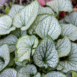 12x Brunnera macr. 'Jack Frost' - ↕10-25cm - Ø9cm