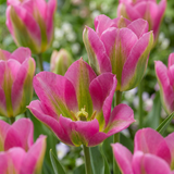 96x Tulipa Strawberry Lemonade - Tulp Aardbeilimonade - Diversen - Voorjaarsbloeier - Bolmaat 11/12