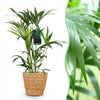 Green boutiQ - Kamerplant - Howea Forsteriana - Kentia Palm - Weinig Onderhoud - Groen - 1 Plant - met Mand - Pot 19cm - Hoogte 80-85cm