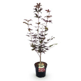 Green boutiQ - Tuinplant - Acer palmatum Bloodgood - Japanse Esdoorn - Bladverliezend - Rood - 1 - Pot 26cm - Hoogte 90cm