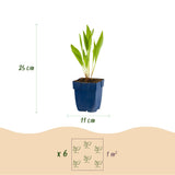 Green boutiQ - Vasteplant - Echinacea paradoxa - Zonnehoed - Bijen- en vlinderlokkers - Geel - 6 Planten - Pot 11cm - Hoogte 15-25cm