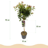 Green boutiQ - Plant op Stam - Viburnum tinus - Terras Plant - Bladhoudend - Winterhard - Wit-Roze Bloem - Pot 19cm Hoogte 90cm