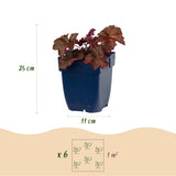 Green boutiQ - Vasteplant - Heuchera micr. Palace Purple - Purperklokje - Schaduw - Paars - 12 Planten - Pot 11cm - Hoogte 15-25cm