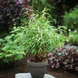 Green boutiQ - Grassen - Fargesia scabrida Asian Wonder - Niet Woekerende Bamboe - Bladhoudend - Groen - 1 Plant - Pot 23 cm - Hoogte 80 cm