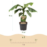 Green boutiQ - Fruitplant - Musa Basjoo - Bananenboom - Winterhard - Groen - 1 Plant - Pot 21cm - Hoogte 70-90cm
