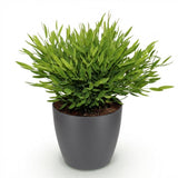 Green boutiQ - Kamerplant - Bamusa Pogonatherum Monica - Bamboegras - Huisdiervriendelijke Plant - Groen - 1 Plant - met Potter Grijs - Pot 12cm - Hoogte 20cm
