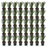 Green boutiQ - 40x Taxus baccata - Venijnboom - Haagplanten - Groenblijvend - Groen - Pot 9cm - Hoogte 20-30cm