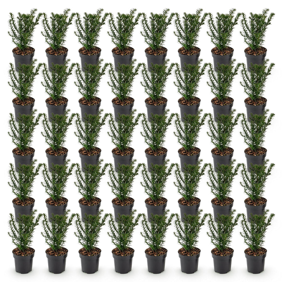 Taxus baccata — Venijnboomhaag, 40 stuks, 20-30 cm