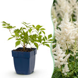 Green boutiQ - Vasteplant - Astilbe (J) Deutschland - Pluimspirea - Schaduw - Wit - 12 Planten - Pot 11cm - Hoogte 15-25cm