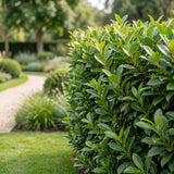 Green boutiQ - 8x Prunus laur. Caucasica - Laurierkers - Haagplanten - Groenblijvend - Groen - Pot 9cm - Hoogte 25-35cm