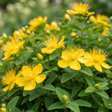 Green boutiQ - Vasteplant - Hypericum calycinum - Sint-Janskruid - Bijen- en vlinderlokkers - Geel - 24 Planten - Pot 11cm - Hoogte 15-25cm