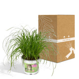 Cyperus Alternifolius - Kattengras - Ø12cm - ↕20cm