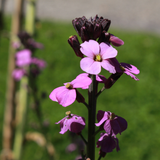 24x Erysimum 'Bowles' Mauve' - ↕10-25cm - Ø9cm