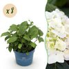 Green boutiQ - Tuinplant - Hydrangea Endles Summer The Bride - Hortensia - Winterhard - Wit - 8 Planten - Pot 14cm -Hoogte 20-25cm