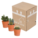 Cactus mix 10.5 cm - in terracotta pot - 3x