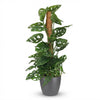 Green boutiQ - Kamerplant - Monkey Mask - Monstera Andansonii Mosstok - Groen - Weinig onderhoud - 1 Plant - met Potter Grijs - Pot 19cm - Hoogte 90cm