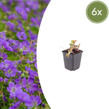 6x Geranium 'Azure Rush' - ↕10-25cm - Ø9cm