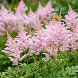 Green boutiQ - Vasteplant - Astilbe (J) Europa - Pluimspirea - Schaduw - Roze - 6 Planten - Pot 11cm - Hoogte 15-25cm