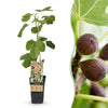 Green boutiQ - Fruitplant - Ficus caria Little miss Figgy - Vijgenboom - Winterhard - Rode Vrucht - 2 Planten - Pot 15cm - Hoogte 50cm