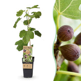 Green boutiQ - Fruitplant - Ficus caria Little miss Figgy - Vijgenboom - Winterhard - Rode Vrucht - 2 Planten - Pot 15cm - Hoogte 50cm