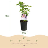 Green boutiQ - Klimplant - Clematis Piilu - Bloem Roze - Weinig onderhoud -2 planten -Pot 11cm Hoogte 40cm