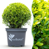 Green boutiQ - Buxus Bol - BetterBuxus Skylight - Resistant tegen Buxus Schimmel - 1 planten - pot 26cm bol 30cm