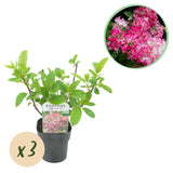Green boutiQ - Pluim Hortensia - Hydrangea panniculata Pink Diamond - Bloem Wit Roze- 3 Planten - 1 m2 - Bladverliezend - Grote Bloemen - Pot 17cm Hoogte 50cm
