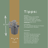 6x Helleborus niger - ↕10-25cm - Ø9cm