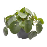 Pilea Peperomioides - Ø12cm - ↕20cm