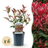 Green boutiQ - Haagplanten - Photinia fraseri Carre Rouge - groen rood- 6 planten - 1 strekkende meter - groenblijvend - pot 17cm hoogte 55cm