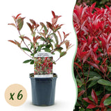 Green boutiQ - Haagplanten - Photinia fraseri Carre Rouge - groen rood- 6 planten - 1 strekkende meter - groenblijvend - pot 17cm hoogte 55cm
