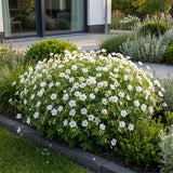 Green boutiQ - Vasteplant - Geranium sang. Album - Ooievaarsbek - Bodembedekkend - Wit - 3 Planten - Pot 11cm - Hoogte 15-25cm