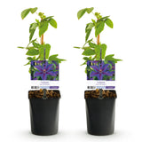 Green boutiQ - Klimplant - Clematis Mrs. N. Thompson - Bloem Roze - Weinig onderhoud - 2 planten -Pot 11cm Hoogte 40cm