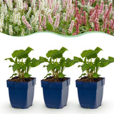 Green boutiQ - Vasteplant - Persicaria Tricolour - Duizendknoop - Schaduw - Rood - Roze - Wit - 6 Planten - Pot 11cm - Hoogte 15-25cm