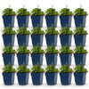 Green boutiQ - Vasteplant - Campanula portenschlagiana Tricolour - Perzikbladklokje - Bodembedekkend - Paars - Roze - Wit - 24 Planten - Pot 11cm - Hoogte 15-25cm