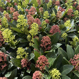 Green boutiQ - Terrasplant - Skimmia japonica Duo - Bloem Wit & Rood - 40+ Bloemen - 2 Planten - Winterhard - Pot 19cm Hoogte 60cm