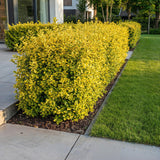 Green boutiQ - 24x Ligustrum ovalifolium Aureum - Bontbladige Liguster - Haagplanten - Groenblijvend - Bont - Pot 9cm - Hoogte 35-45cm